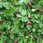 Brombeeren